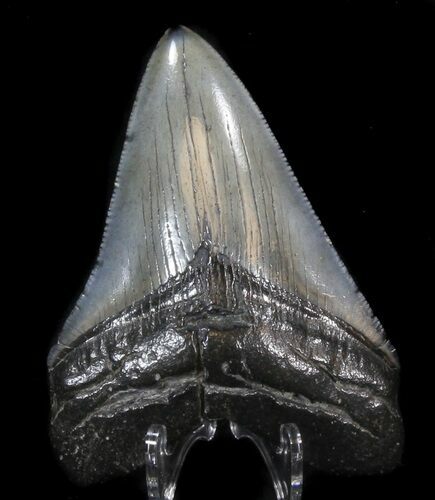 Fossil Megalodon Tooth - South Carolina #41145